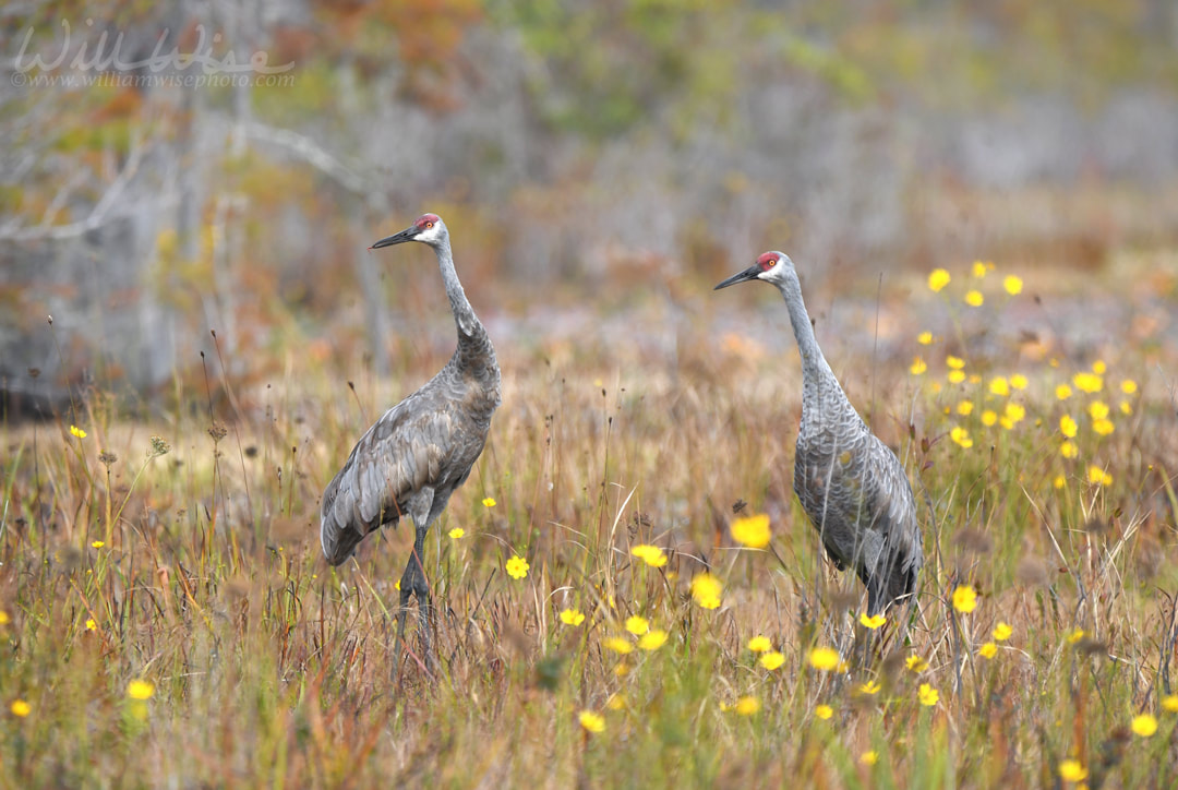 Pair of Sandhill Crane on swamp prairie, Okefenokee Swamp National Wildlife Refuge, Georgia Picture