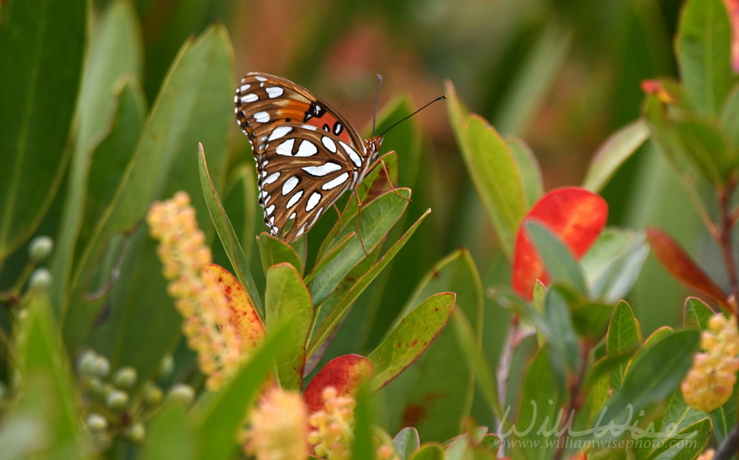 Okefenokee Swamp Gulf Fritillary Picture