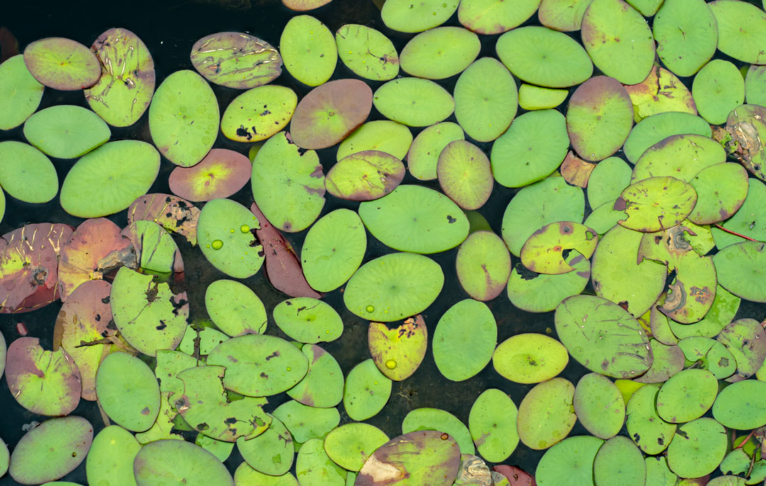 Okefenokee Swamp Watershield Picture