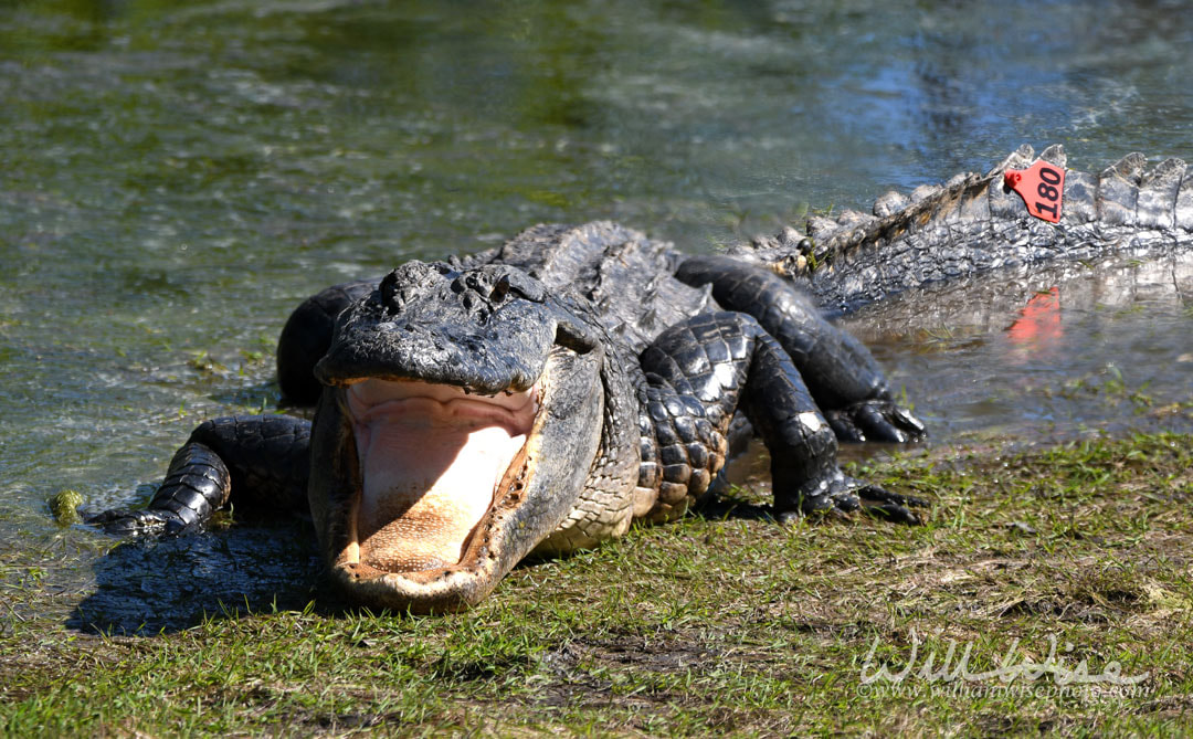 Large American Alligator with open mouth, tag on tail in the Okefenokee Swamp Picture