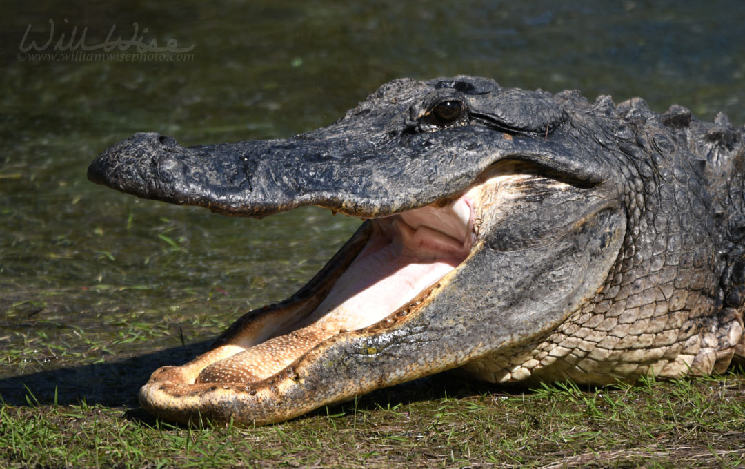 Large American Alligator with open mouth in the Okefenokee Swamp Picture