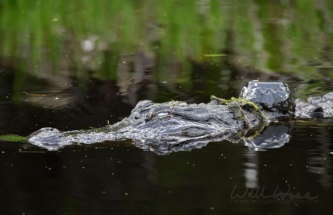 Alligator with GPS Tracker Picture