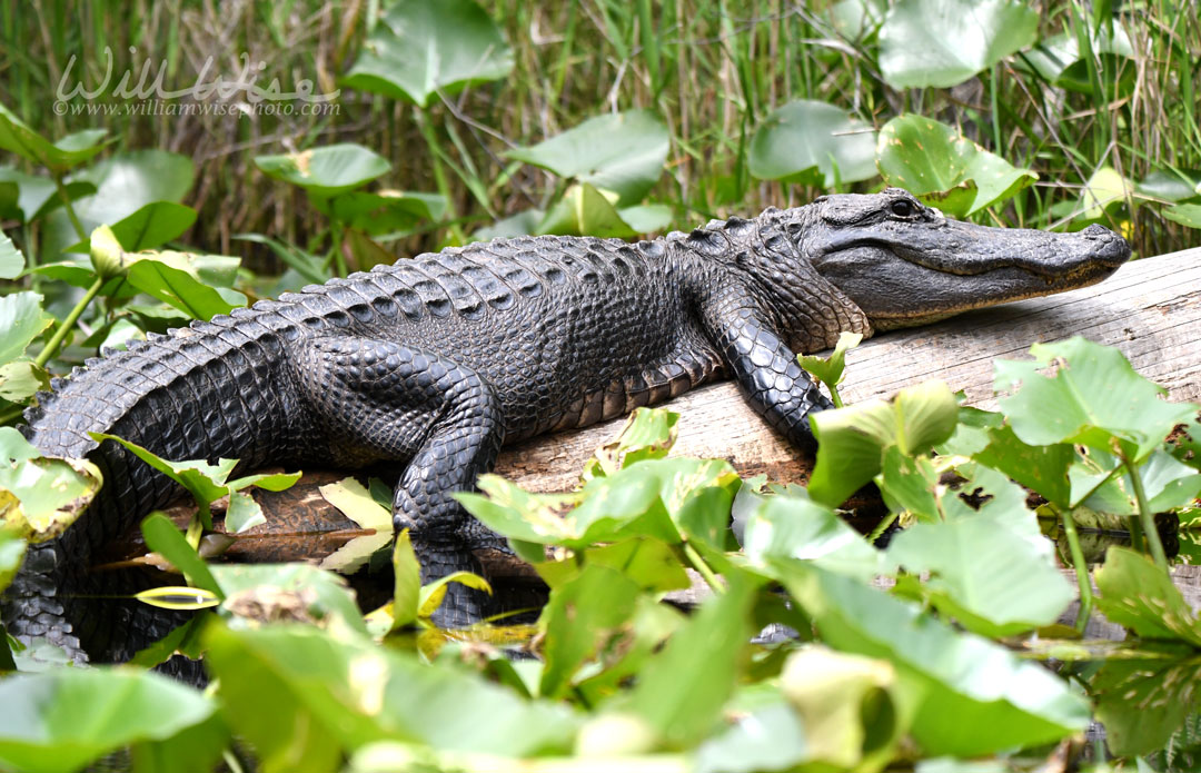 American Alligator basking on a log in the Okefenokee Swamp National Wildlife Refuge, Georgia Picture