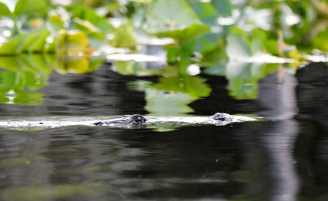 American Alligator; Okefenokee National Wildlife Refuge, Georgia. April 16, 2023.