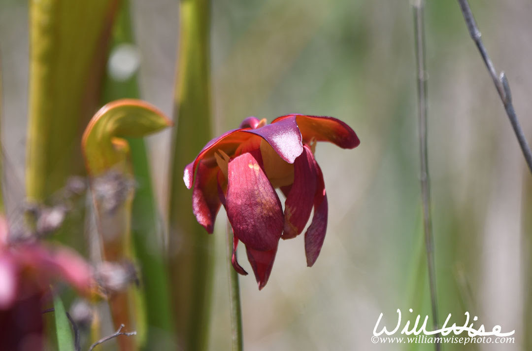 Parrot Pitcher Plant Picture