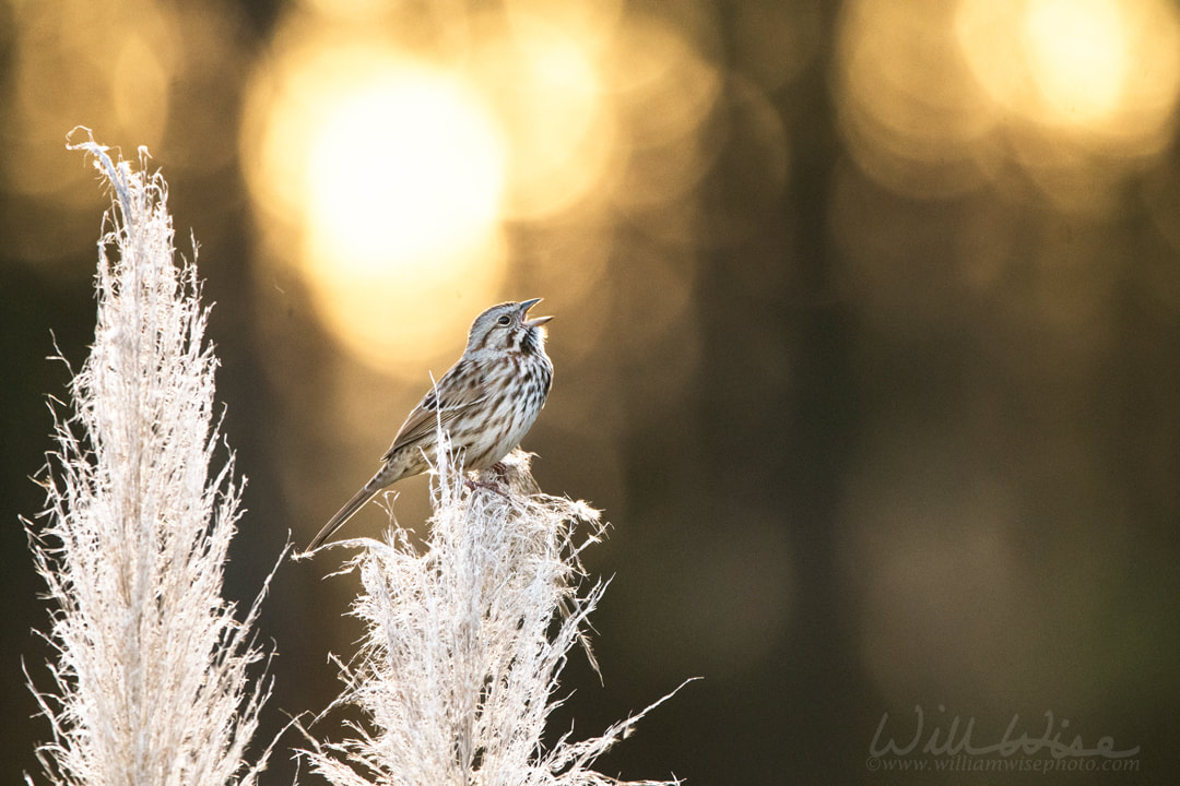 Song Sparrow songbird singing at sunrise in the spring, Georgia USA Picture
