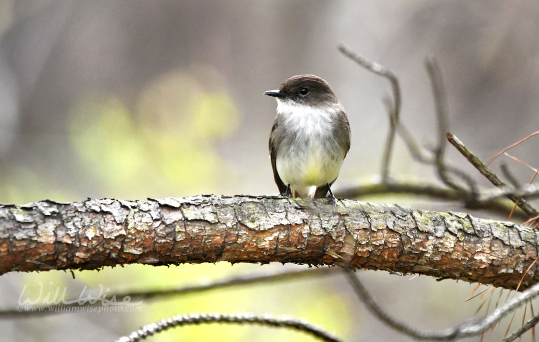 Eastern Phoebe Picture