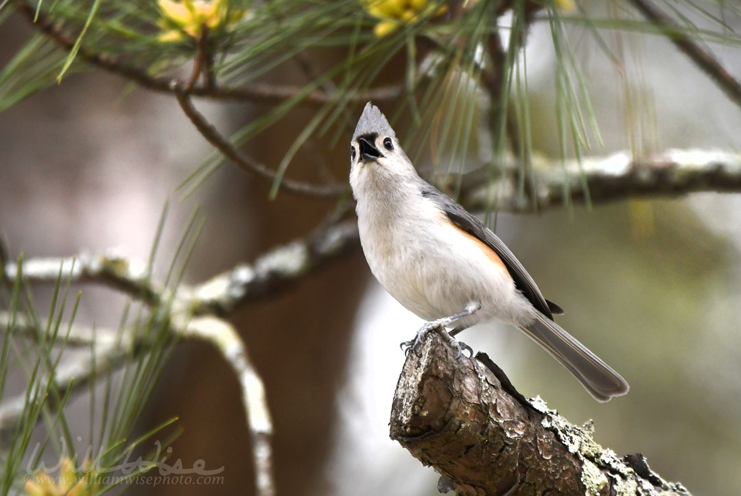 Tufted Titmouse Singing Picture