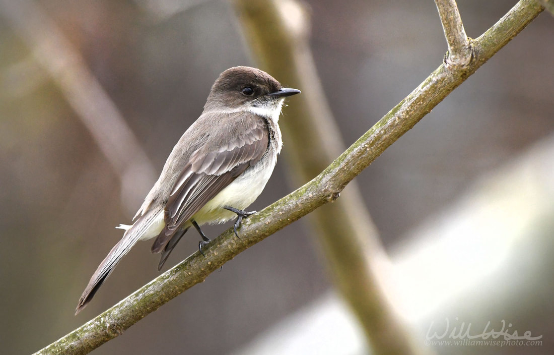 Eastern Phoebe Picture