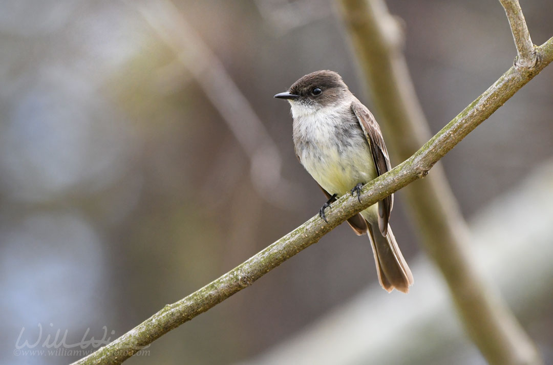 Eastern Phoebe Picture