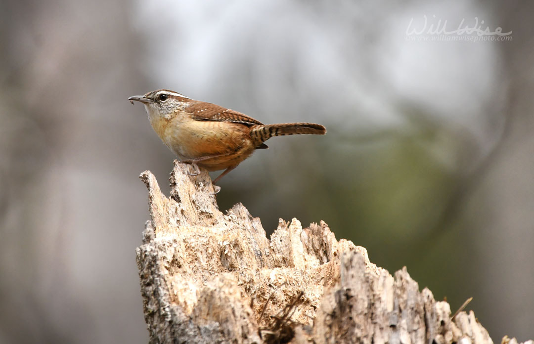 Carolina Wren Picture