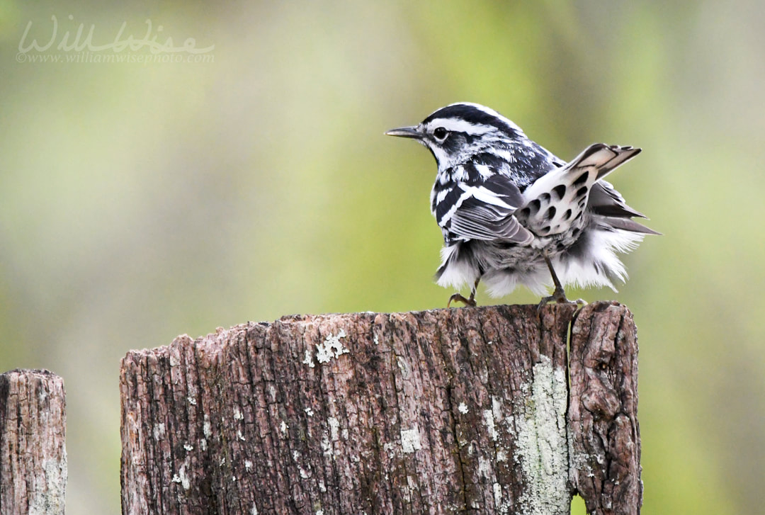 Black and White Warbler song bird on fence post Picture