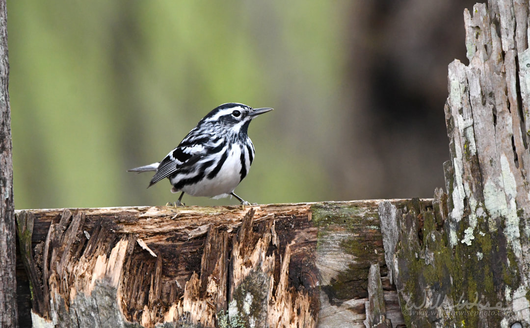 Black and White Warbler song bird on fence post Picture