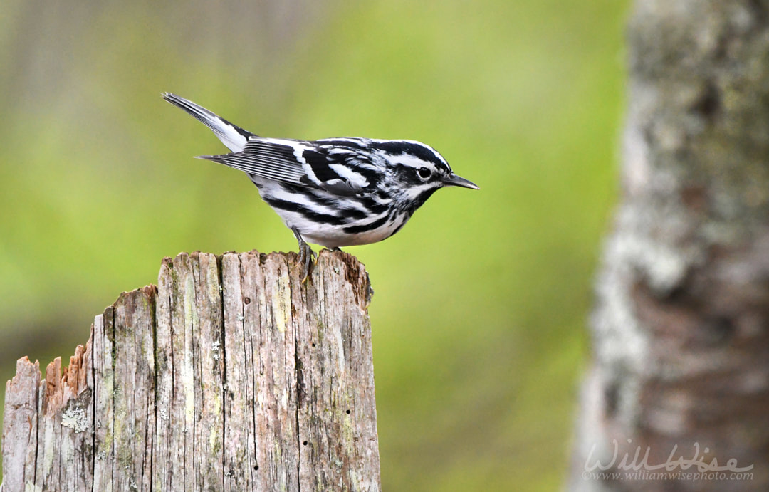 Black and White Warbler song bird on fence post Picture