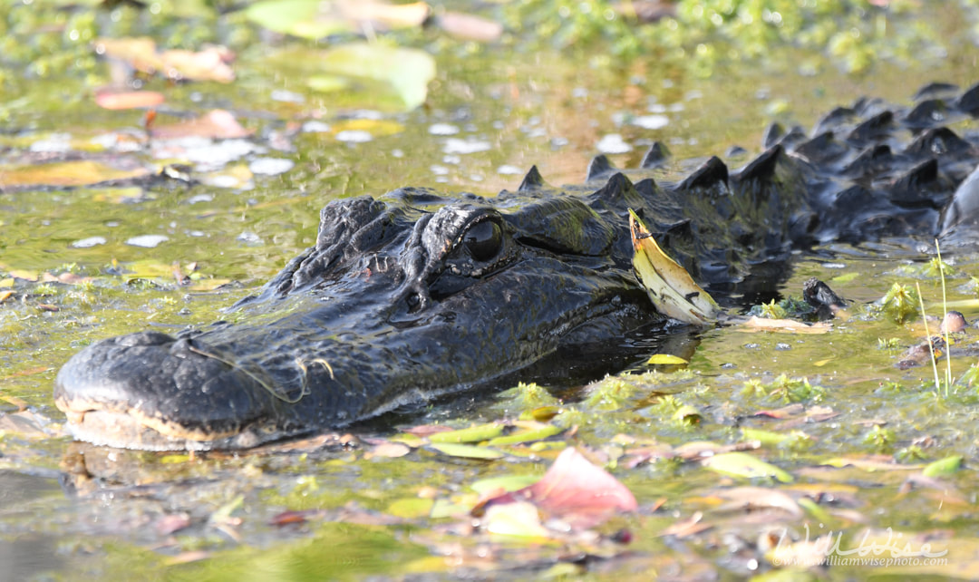 Okefenokee Swamp Alligator Picture