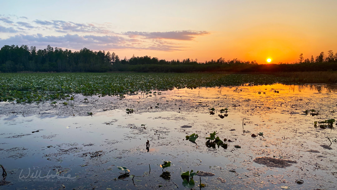 Sunset at Maul Hammock overnight canoe kayak shelter in the Okefenokee Swamp Picture