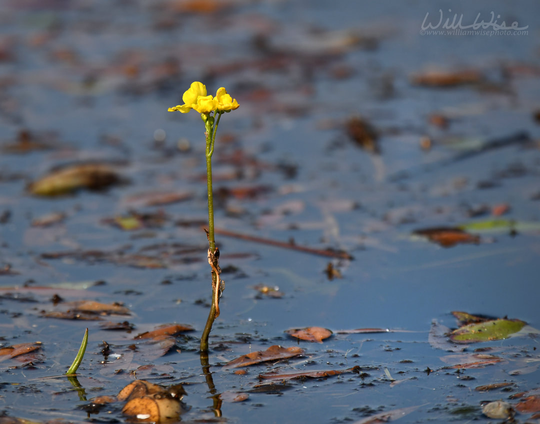 Swollen Bladderwort Picture