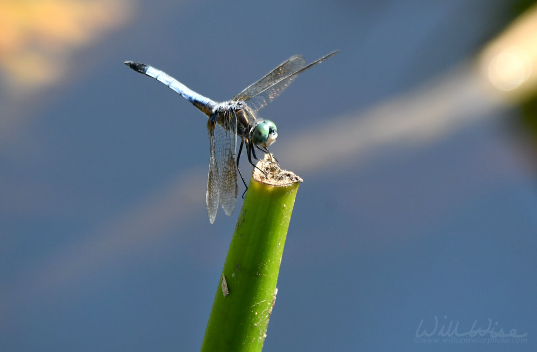 Blue Dasher Dragonfly Okefenokee Picture