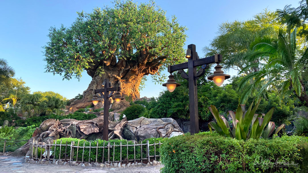 Boabab Tree of Life in Animal Kingdom visitor entrance Picture