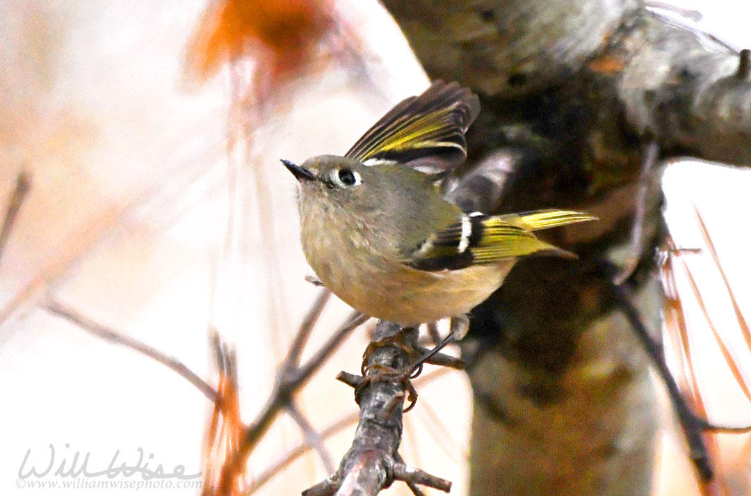 Ruby Crowned Kinglet Picture