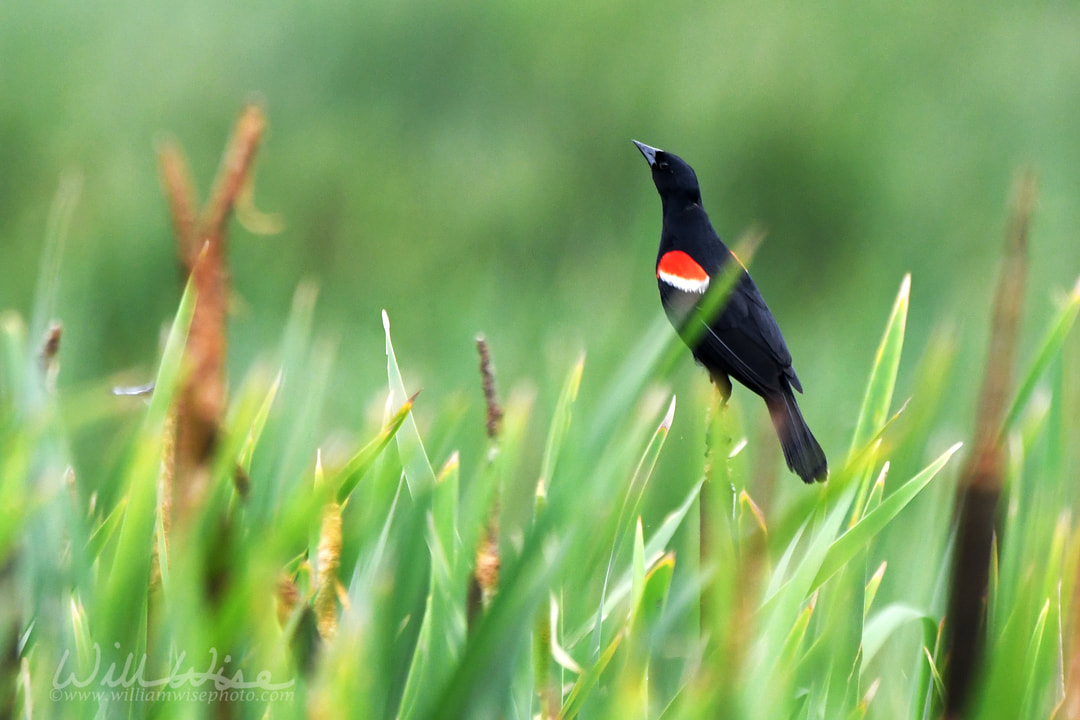 Red Winged Blackbird Phinizy Swamp Picture