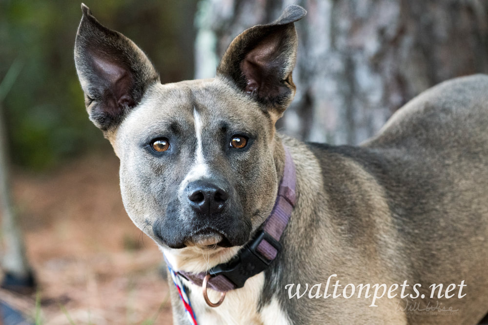 Akita Mastiff mix dog Picture