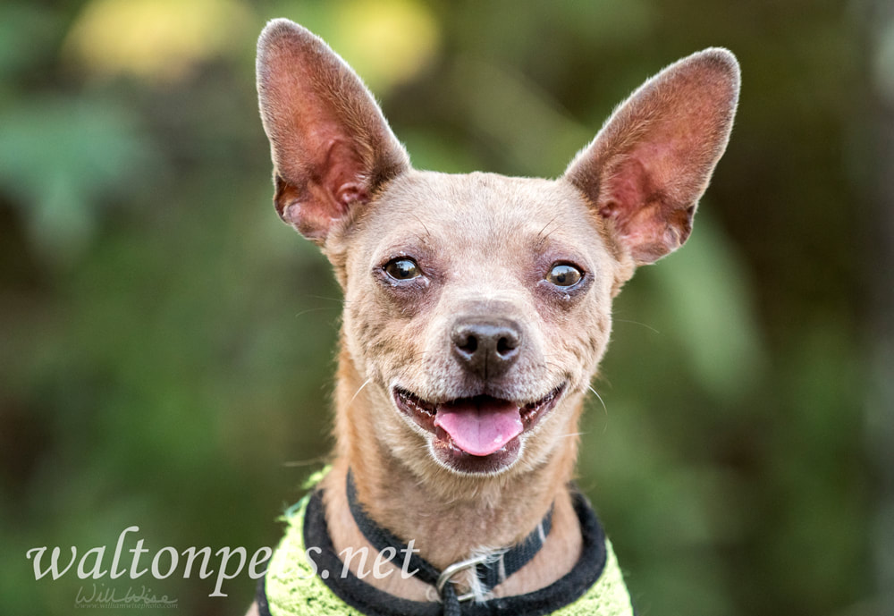 Older hairless Chihuahua Dachshund Chiweenie Picture