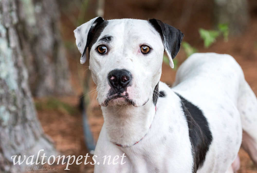 White and black Dalmatian Pitbull mix breed dog Picture