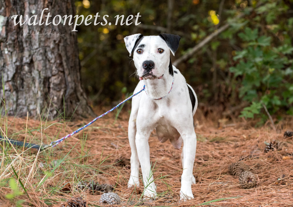 White and black Dalmatian Pitbull mix breed dog Picture