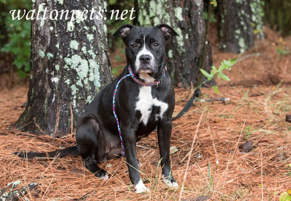 Sad black and white female Boxer Pitbull dog with old scars Picture