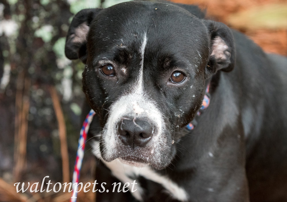 Sad black and white female Boxer Pitbull dog with old scars Picture