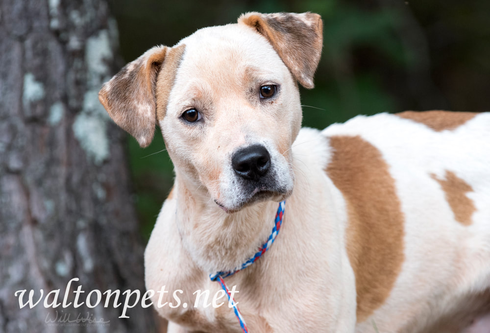 Happy American Bulldog mix dog adoption Picture