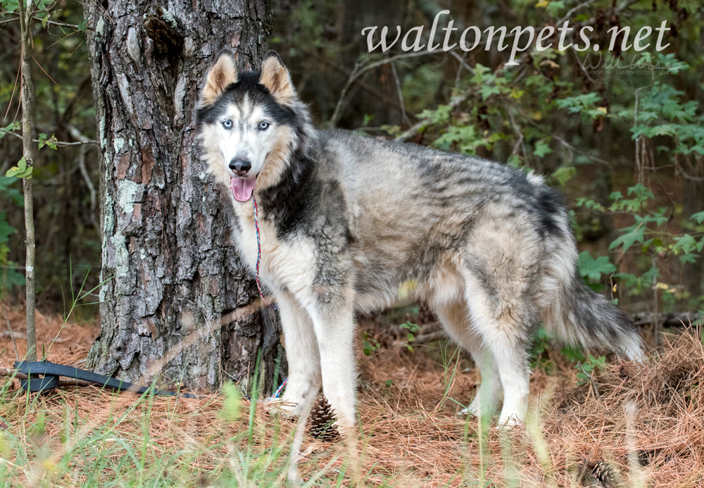 Siberian Husky dog with blue eyes outside on leash Picture