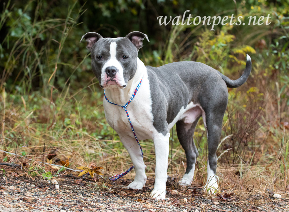 Large blue nose pitbull terrier dog Picture