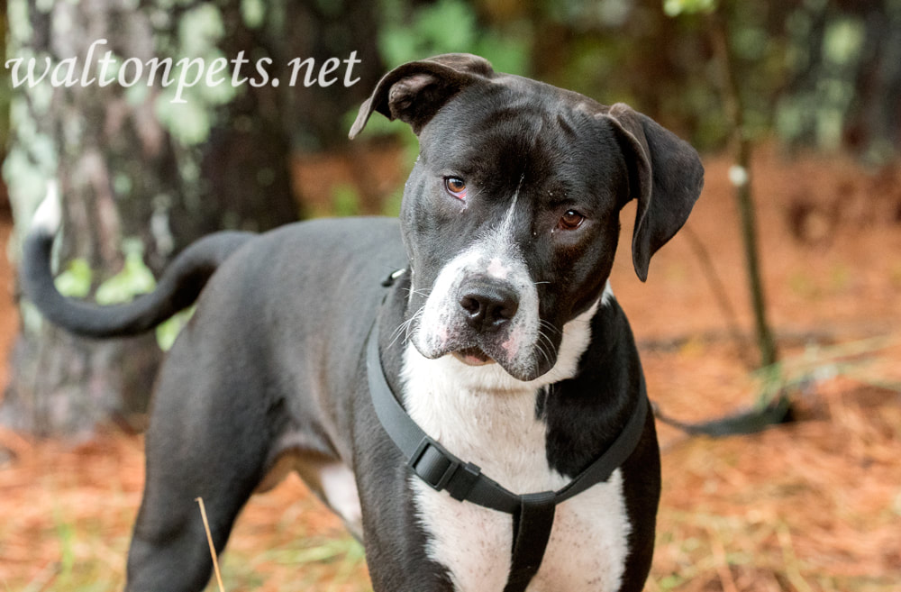 Black and White unneutered male Mastiff Bulldog Pitbull mix dog with harness outside on leash Picture