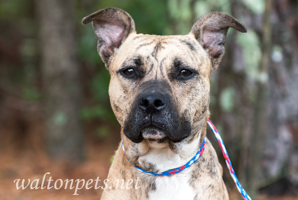 Tan brindle Pitbull Terrier dog Picture