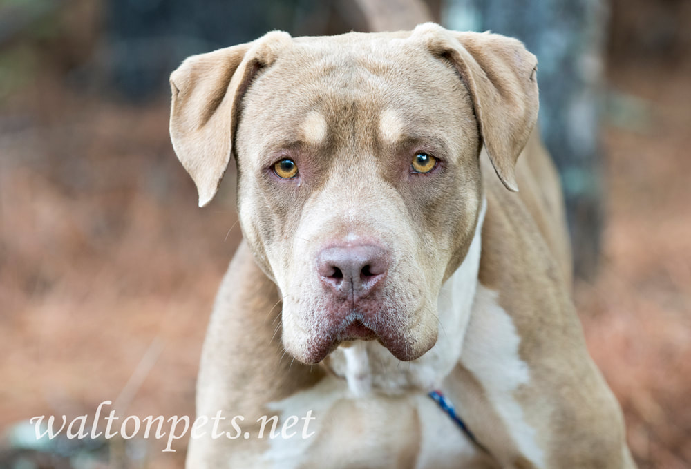 Big unneutered male Shar Pei and American Bulldog mix breed dog tied on leash outside Picture