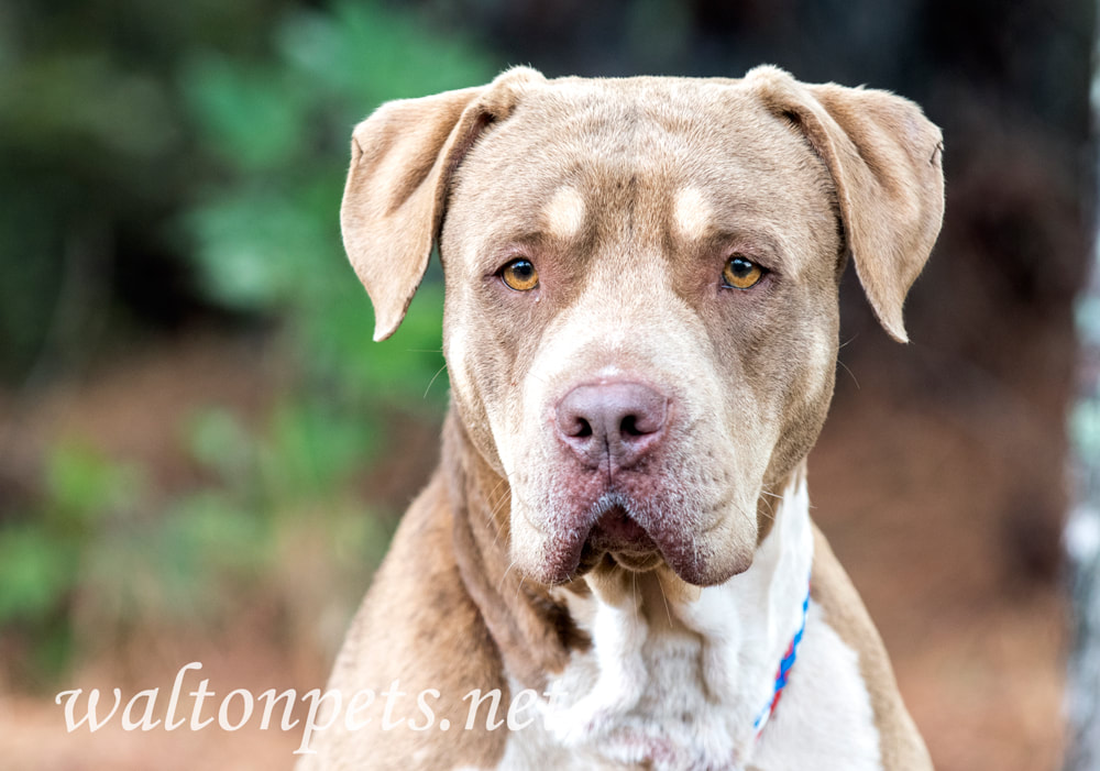 Shar Pei mix breed dog Picture