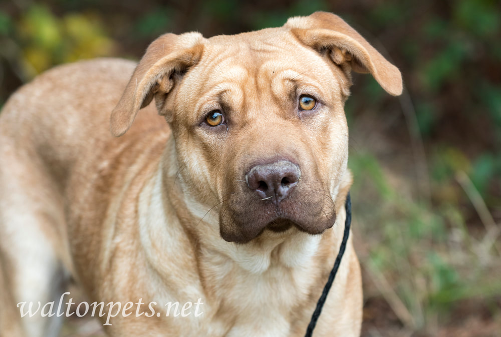 Lab Shar Pei mix puppy Picture