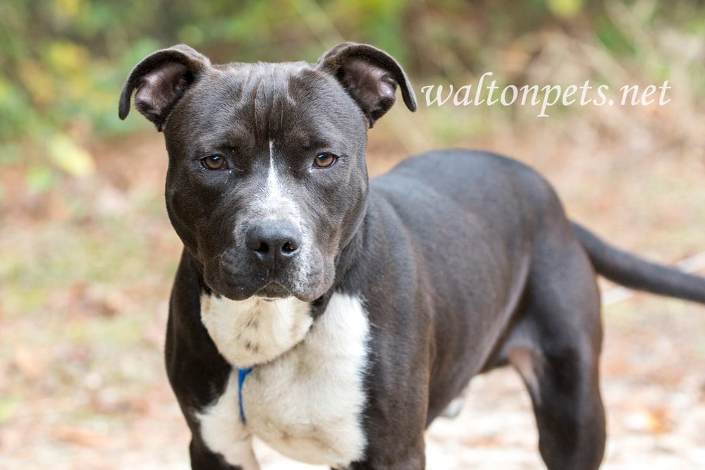 Young black and white Pitbull Terrier dog on leash Picture