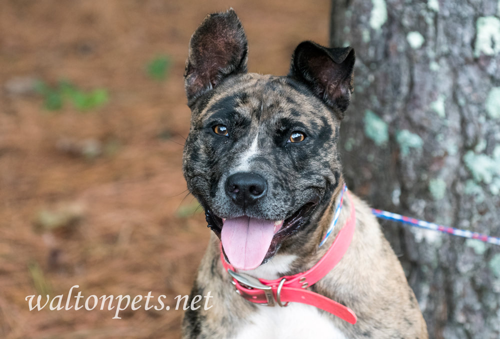 Catahoula Heeler dog Picture