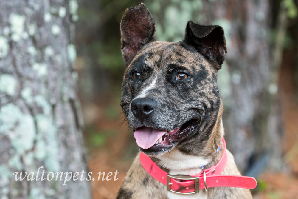 Merle Catahoula and Heeler mix breed dog with pink collar Picture