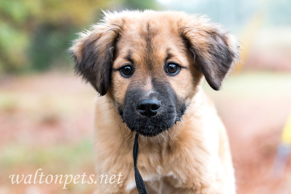 Cute fluffy Retriever Leonberger mix puppy dog Picture