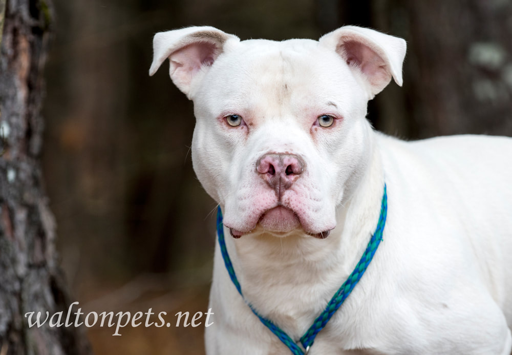 White American Pitbull Terrier dog portrait Picture