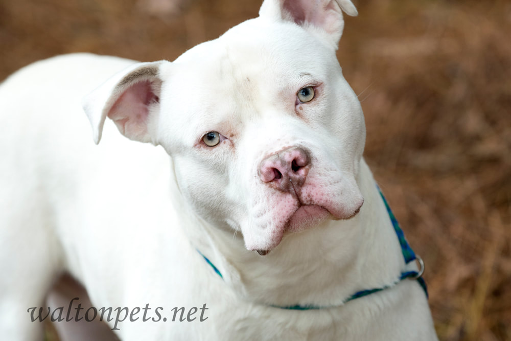 White American Pitbull Terrier dog portrait Picture