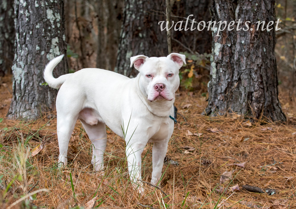 White American Pitbull Terrier dog portrait Picture