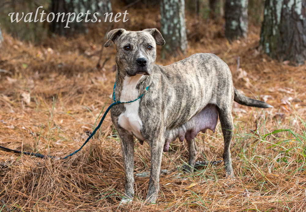 Female lactating nursing mother Pitbull Terrier dog Picture