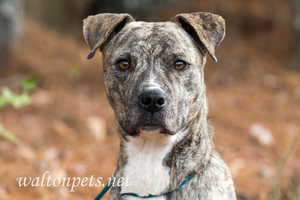 Brindle pitbull dog Picture