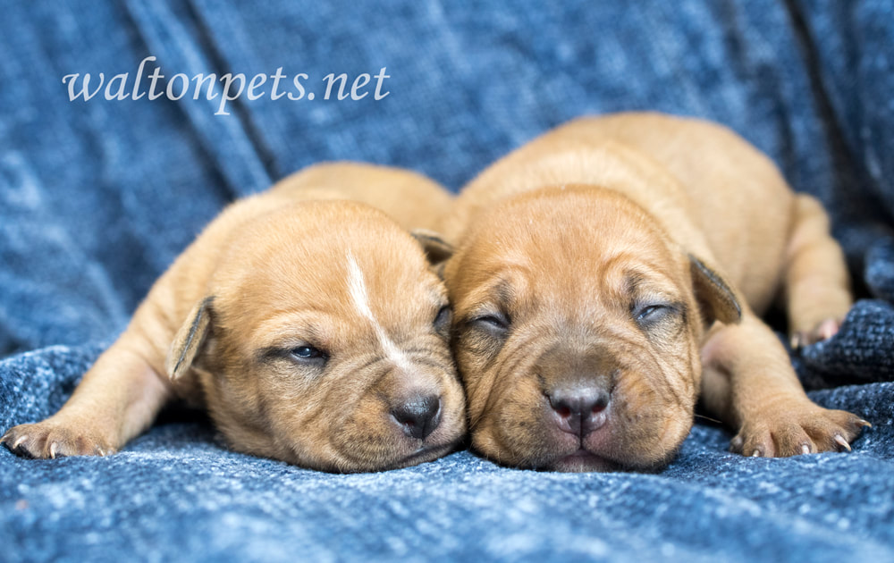 Two cute newborn puppies laying on blanket with eyes closed Picture