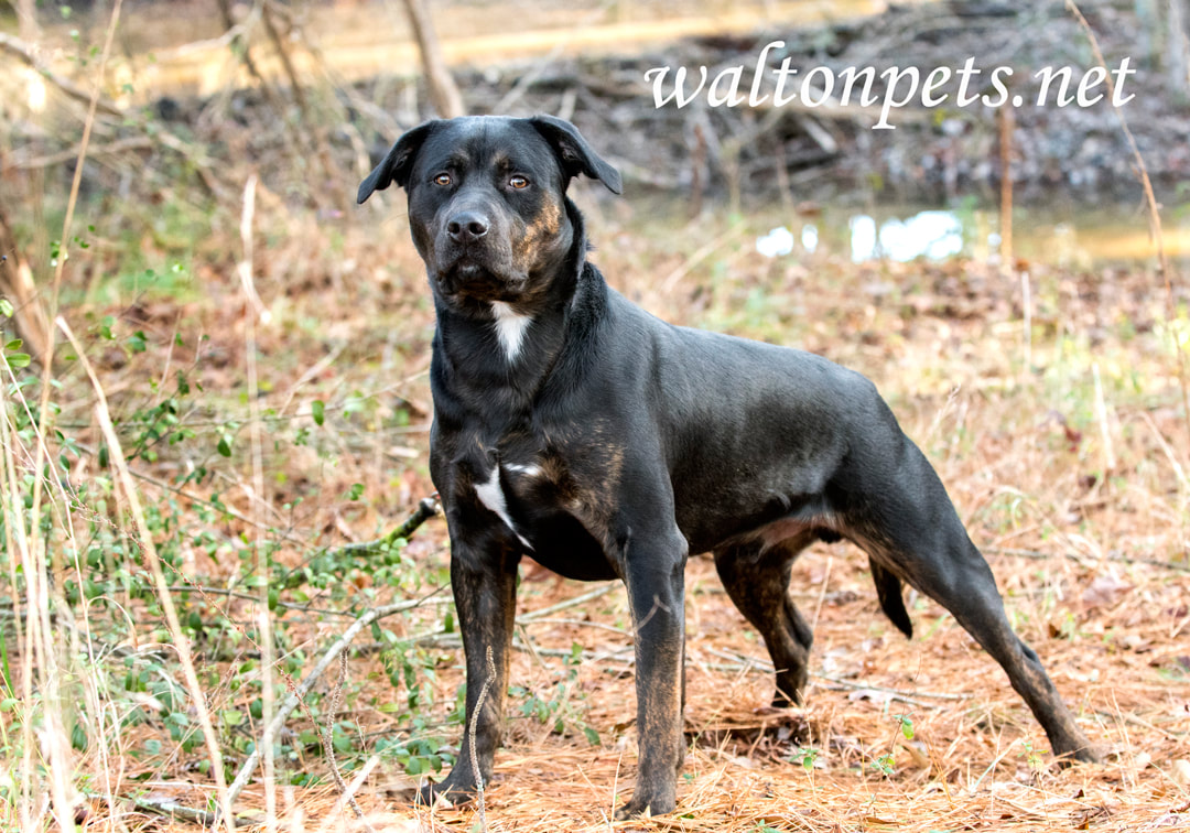 Big Rottweiler mix breed dog outside on leash at sunrise Picture